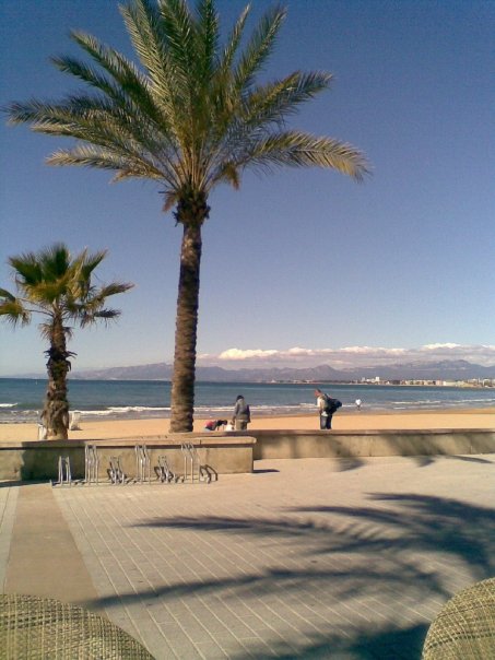 A beach scape with palm trees in the foreground
