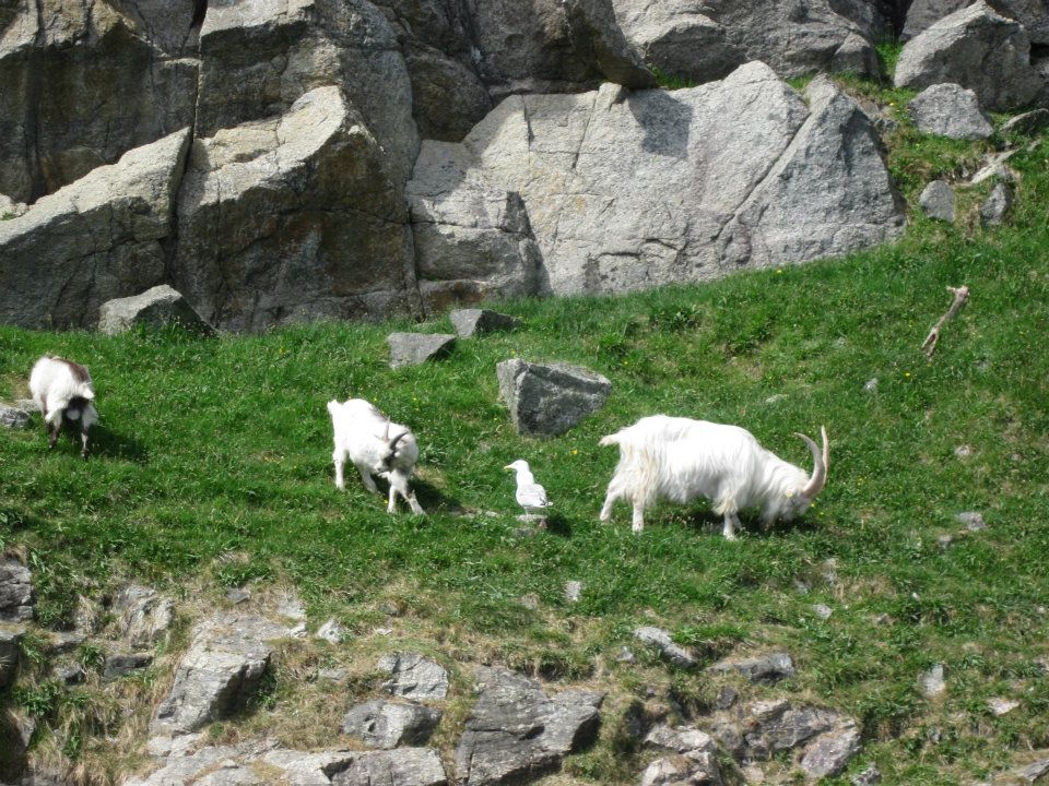 Goats on a mountainside, Norway
