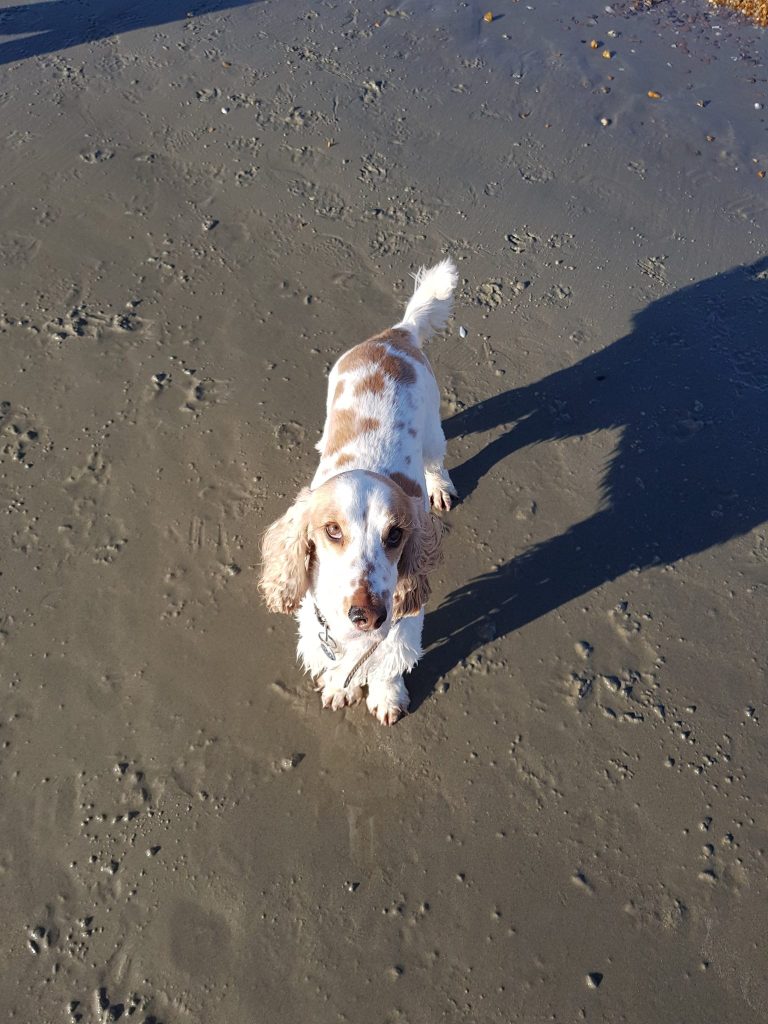 A dog on a beach