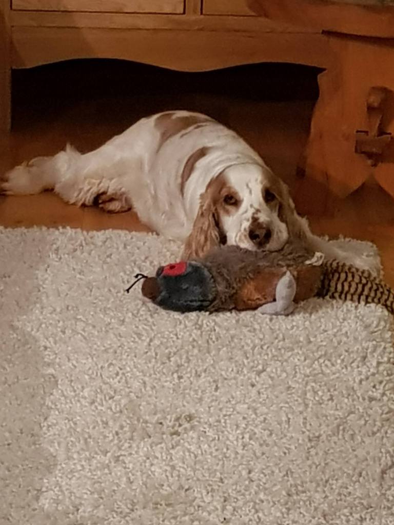 A cocker spaniel dog laying down and resting its head on a plushie pheasant toy