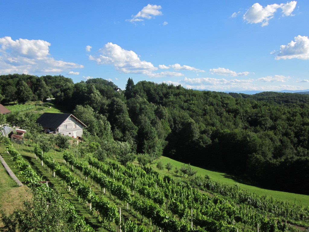 A Slovenian vineyard