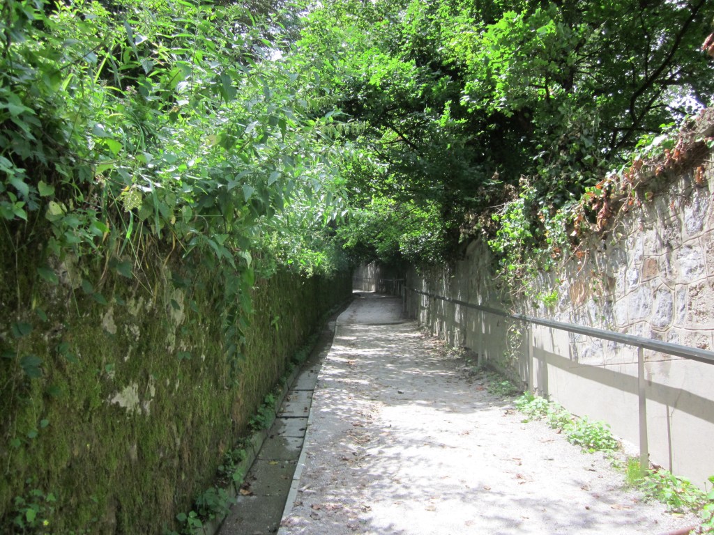 A footpath with overhanging foliage