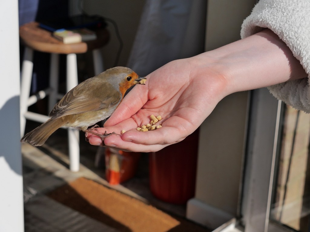 A close up of a robin being fed by hand