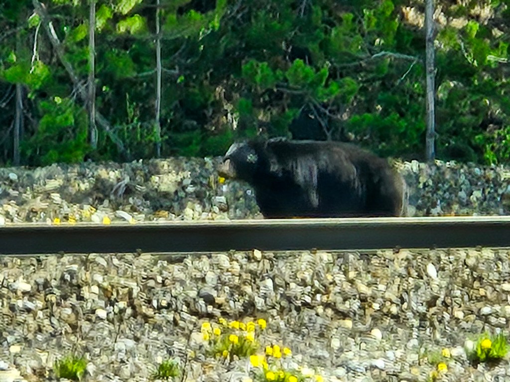 A black bear in Banff National Park, Canada