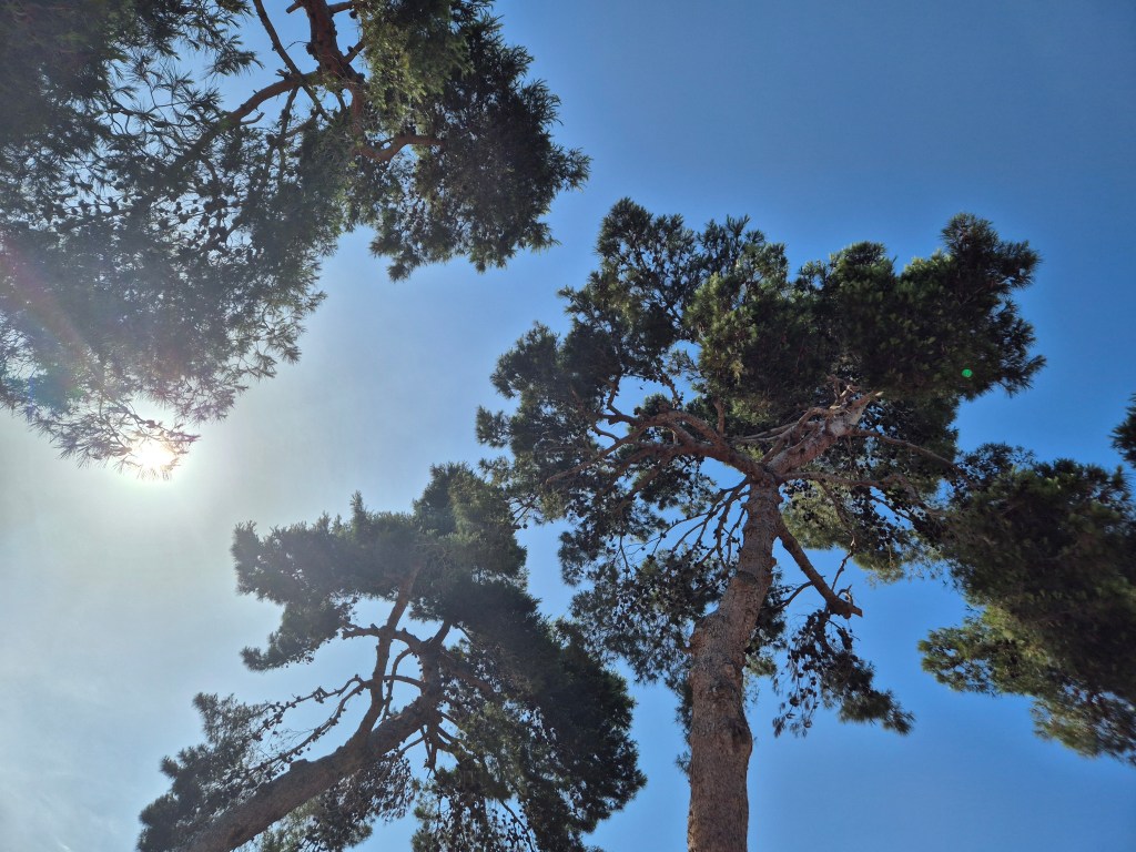 A view of trees from below in Ibiza