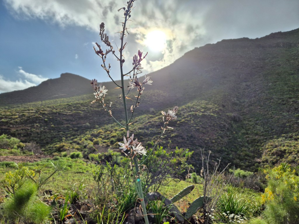 Hike near Arona, Tenerife