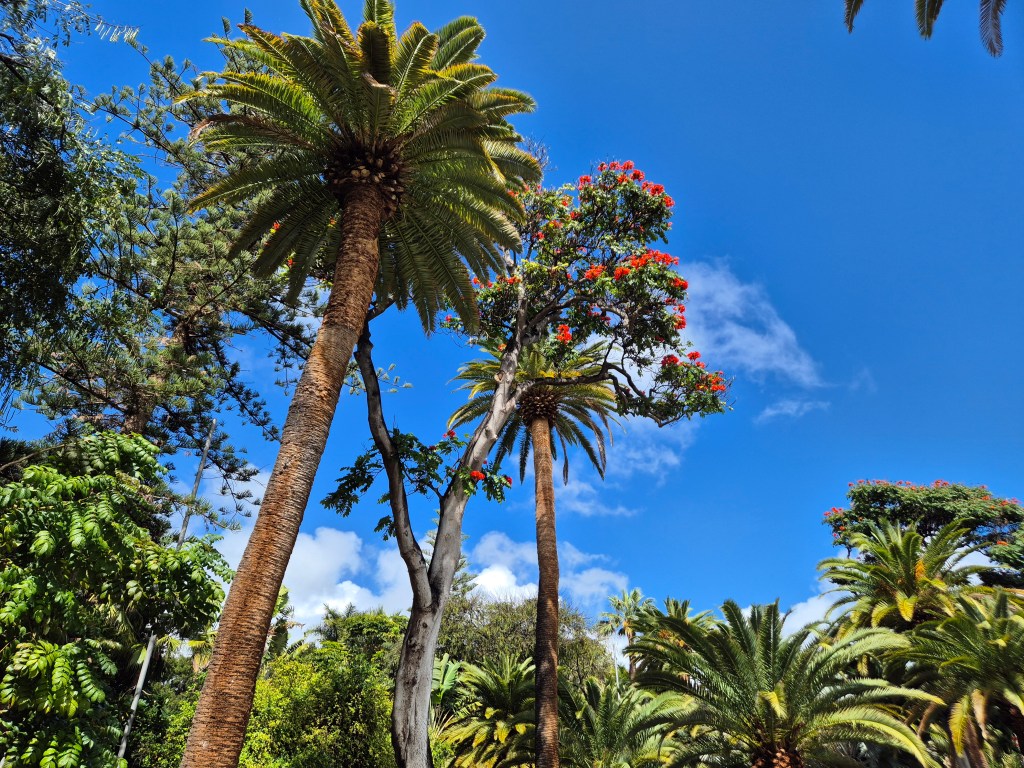 Parque García Sanabria, Tenerife